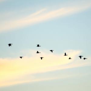 Mary Oliver quotes about geese